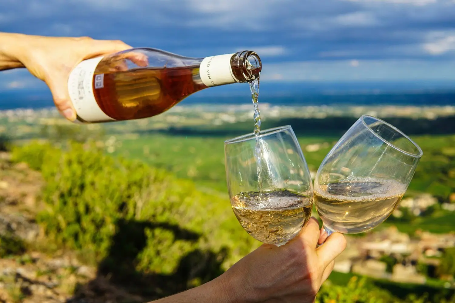 Pouring local white wine in a Dalmatian vineyard
